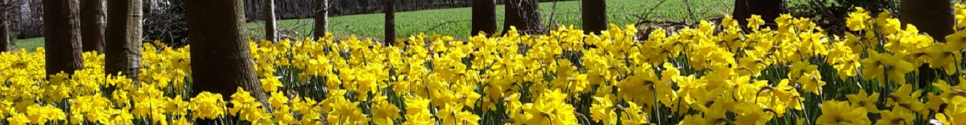 Dorfgemeinschaft Benstrup-Steinrieden-Madlage e.V.